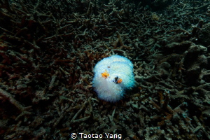 Nemo and sea anemone by Taotao Yang 